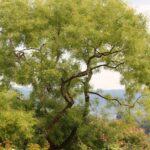 serene green tree in scenic garden landscape