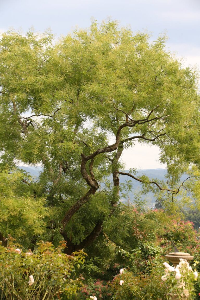 serene green tree in scenic garden landscape