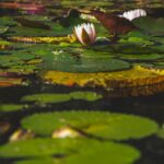 serene water lilies on a buenos aires pond