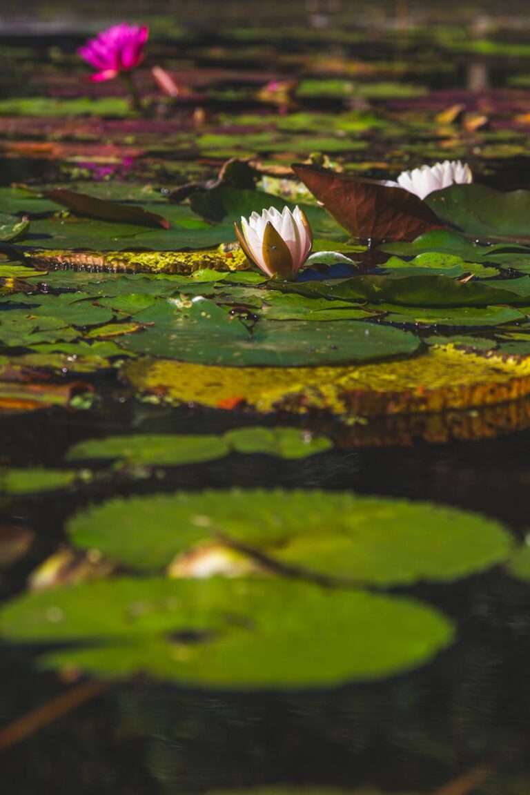 serene water lilies on a buenos aires pond