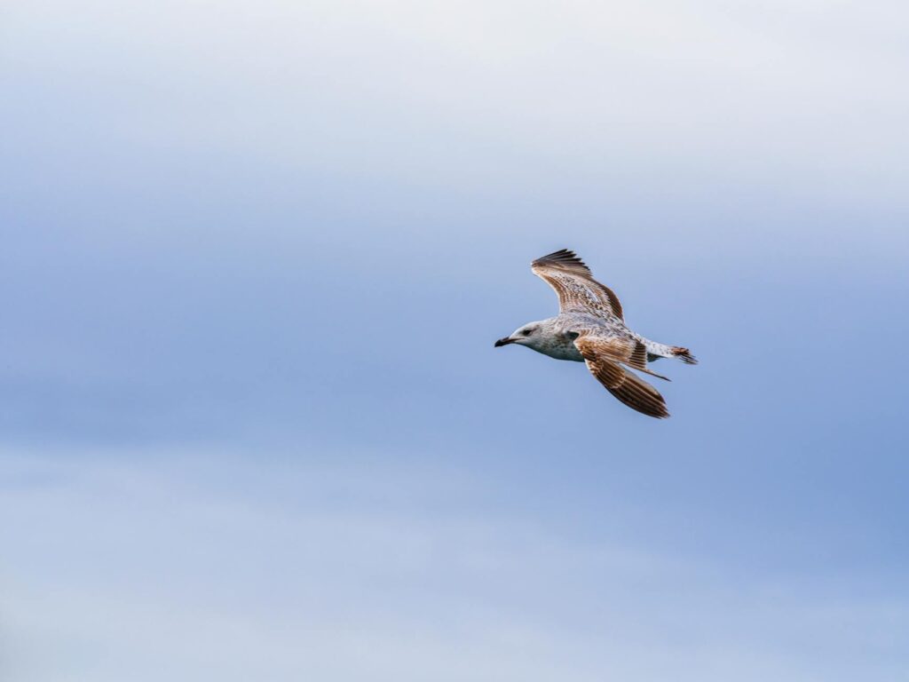majestic seagull soaring in blue sky