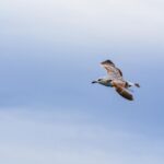 majestic seagull soaring in blue sky