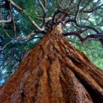 green leafed tree