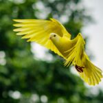 flying yellow bird
