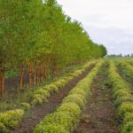 plantation with long rows of crops