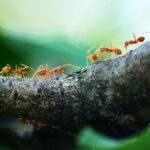 macro photo of five orange ants