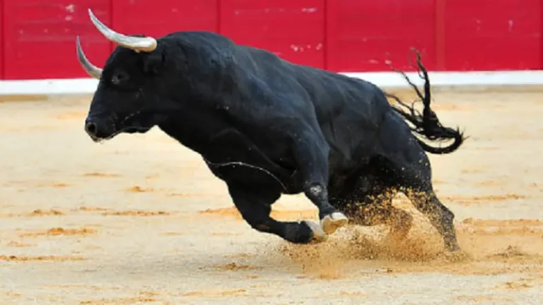 Erek Erek 2D Arti Mimpi Banteng Mengamuk