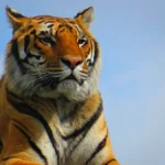 Erek Erek 2D Arti Mimpi Dikerjar Harimau - So, lo pernah kebangun tengah malam with your heart racing gara-gara mimpi dikejar harimau?