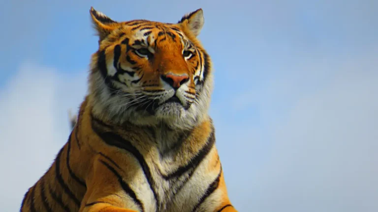 Erek Erek 2D Arti Mimpi Dikerjar Harimau - So, lo pernah kebangun tengah malam with your heart racing gara-gara mimpi dikejar harimau?