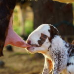 Arti Anak Kambing Menyusu