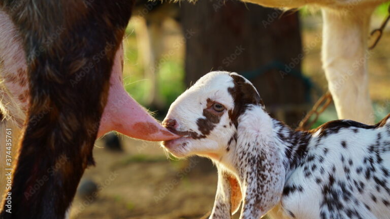 Arti Anak Kambing Menyusu