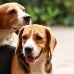 Erek Erek 2D Arti Mimpi Anjing Kawin: Pertanda Baik atau Buruk?
