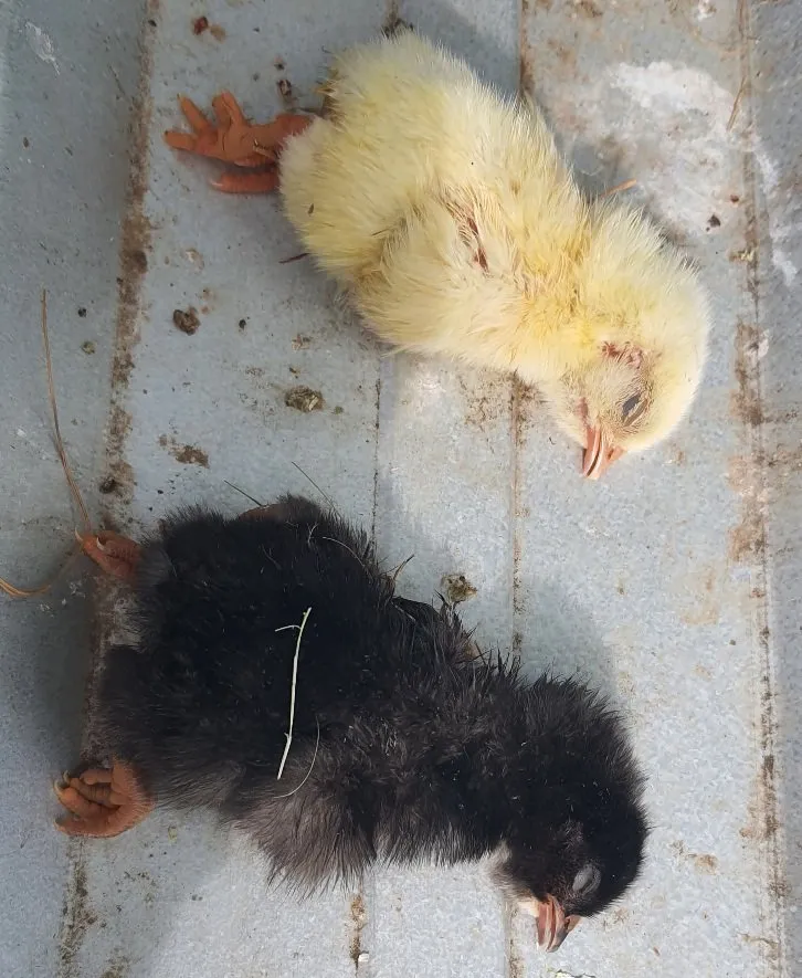 20211027_0823383603501934775502062 Erek Erek 2D Arti Mimpi Anak Ayam Mati Pertanda Apes atau Awal yang Baru?