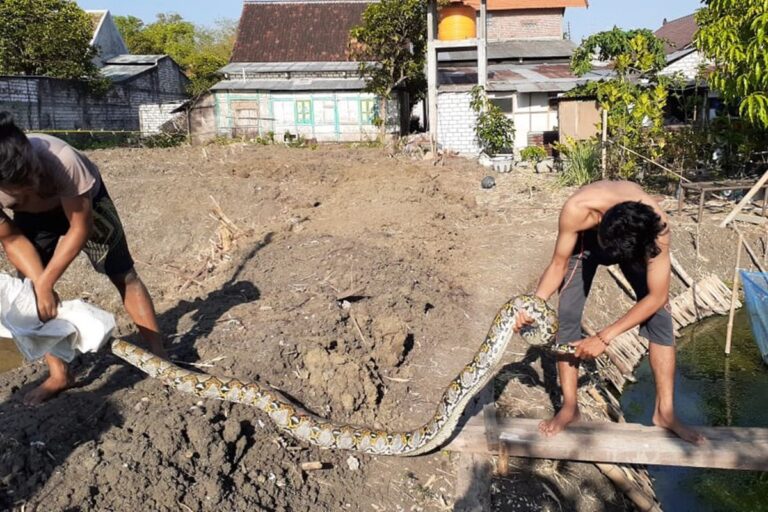 Erek Erek 2D Arti Mimpi Menangkap Ular