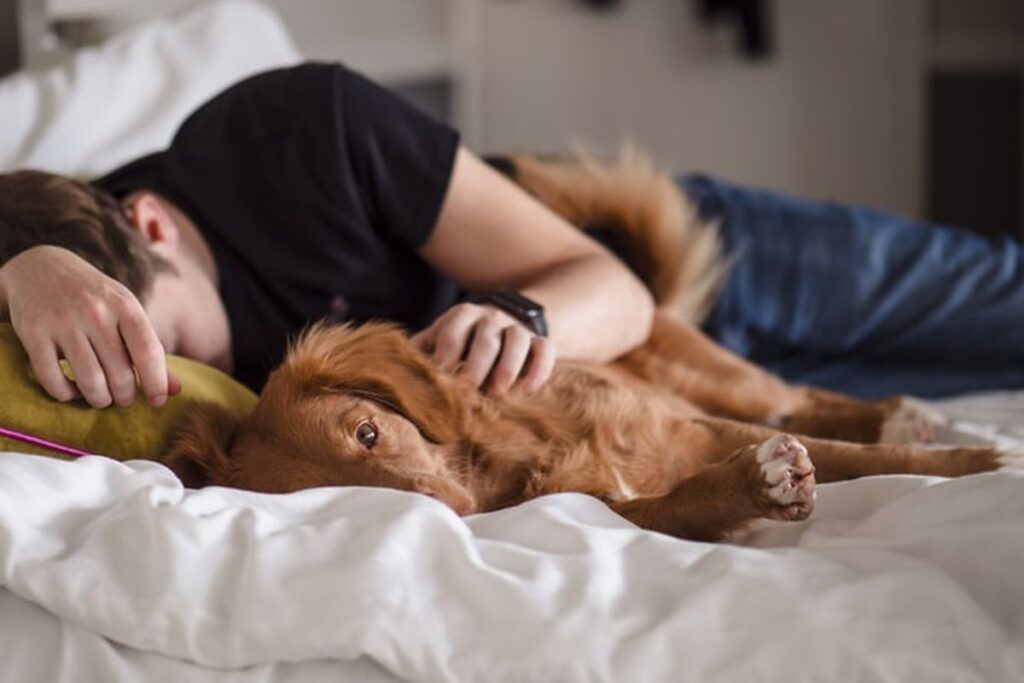6100122190695-1024x683 Erek Erek 2D Arti Mimpi Anjing Kesayangan Mati