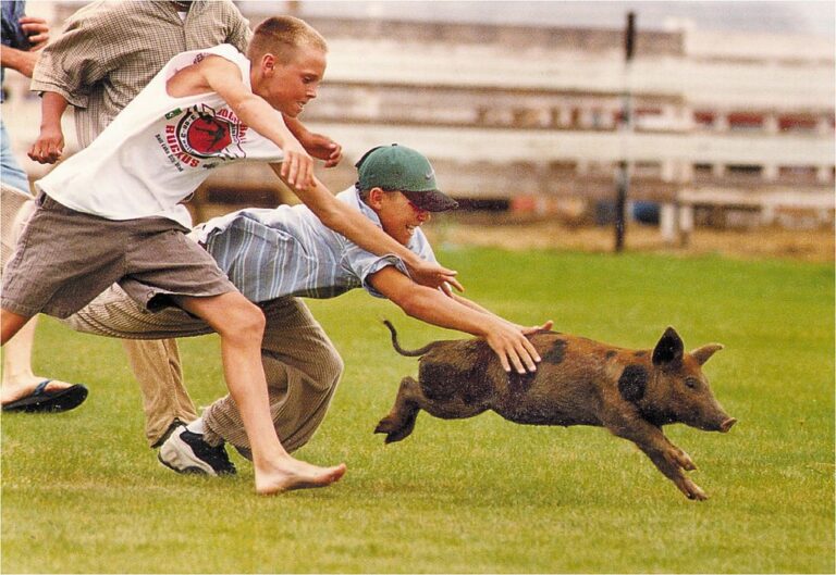 Erek Erek 2D Arti Mimpi di Kerjar Babi