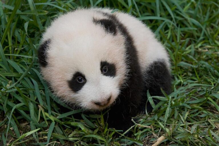 Arti Mimpi Melihat Anak Binatang