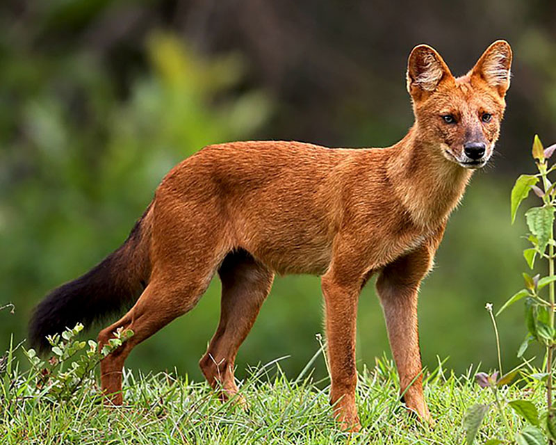 Anjing-Ajag1 Erek Erek 2D Arti Mimpi Anjing Banyak di Hutan