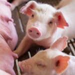 Arti Mimpi Anak Babi Banyak: Pertanda Rezeki atau Masalah?