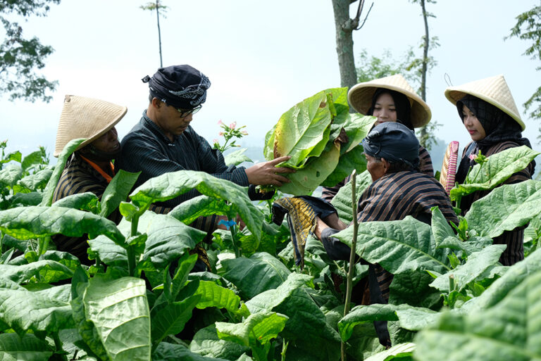 Arti Mimpi Ambil Daun