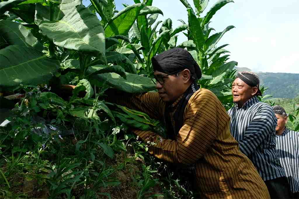 PETIK_TEMBAKAU_compressed Arti Mimpi Ambil Daun