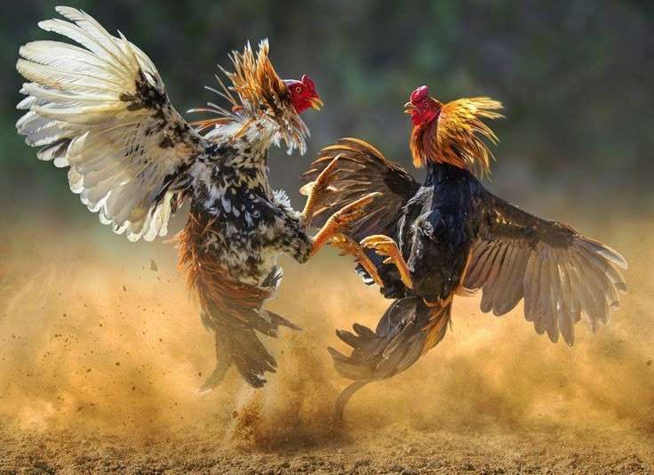 UAIyoHj-1 Erek Erek 2D Arti Mimpi Melihat Sabung Ayam
