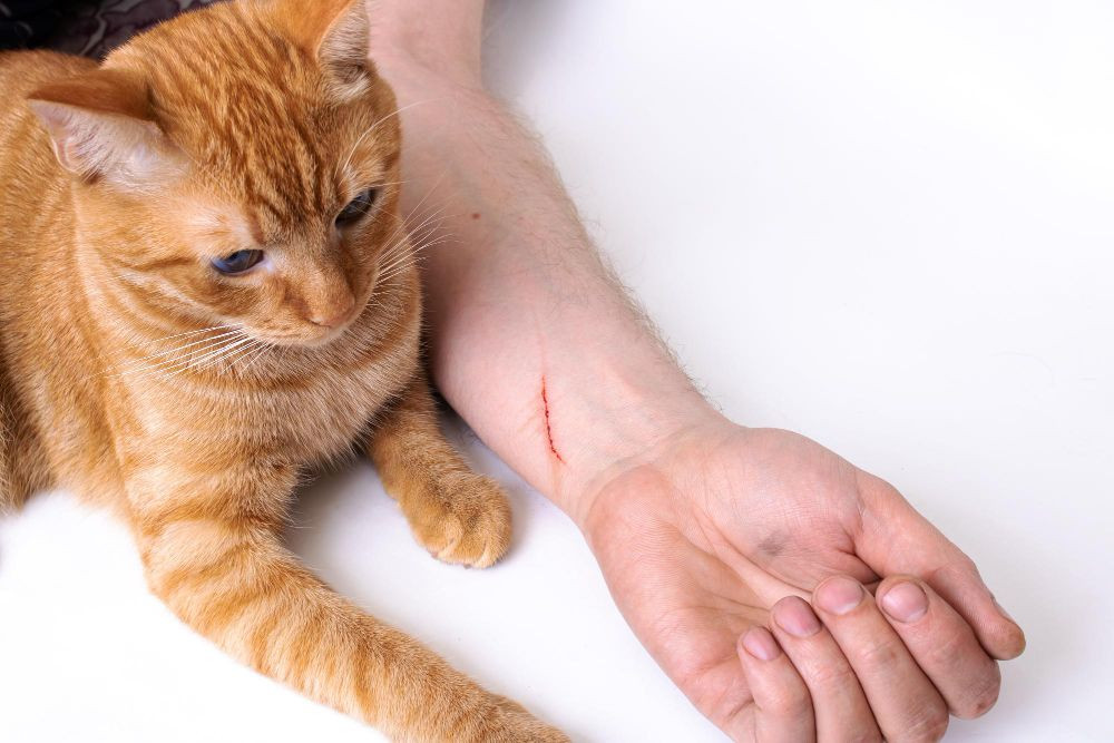 article_88ce2b0658fc1f5baf3d4659607d323ea297d75d-1 Erek Erek 2D Arti Mimpi Dicakar Kucing