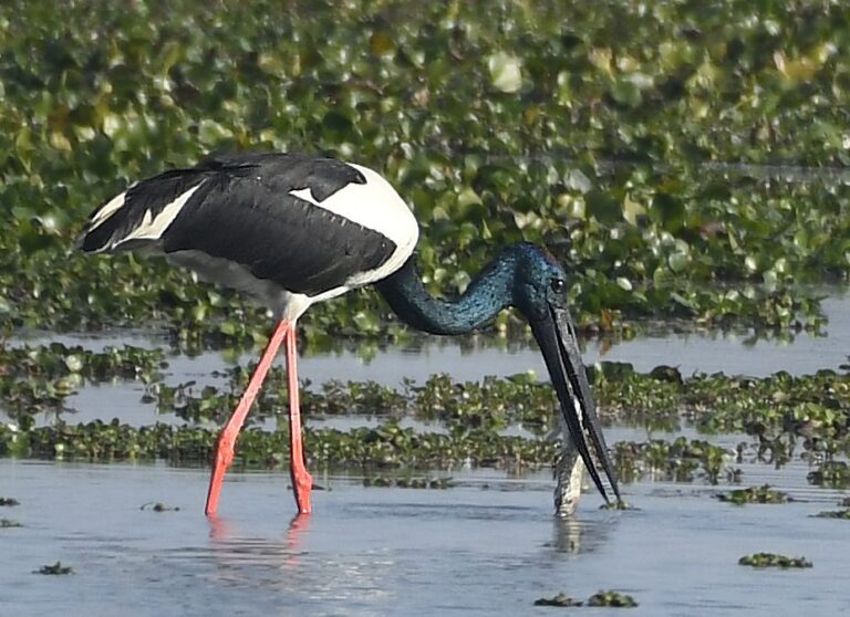 Erek Erek 2D Arti Mimpi Melihat Burung Bangau Besar