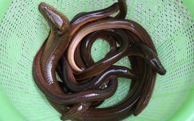 budidaya-belut Erek Erek 2D Arti Mimpi Belut Besar