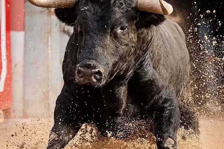 bull-3926486500 Erek Erek 2D Arti Mimpi Banteng Mengamuk