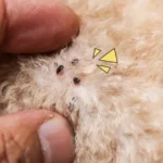 Erek Erek 2 Arti Mimpi Anjing Banyak Kutunya: Tafsir dan Simbol