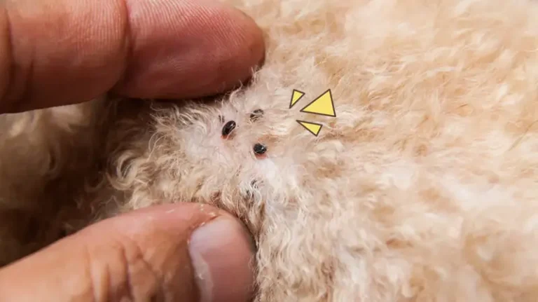 Erek Erek 2 Arti Mimpi Anjing Banyak Kutunya: Tafsir dan Simbol