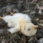 Erek Erek 2D Arti Mimpi Anak Ayam Mati Pertanda Apes atau Awal yang Baru?