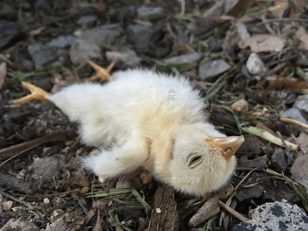 Erek Erek 2D Arti Mimpi Anak Ayam Mati Pertanda Apes atau Awal yang Baru?