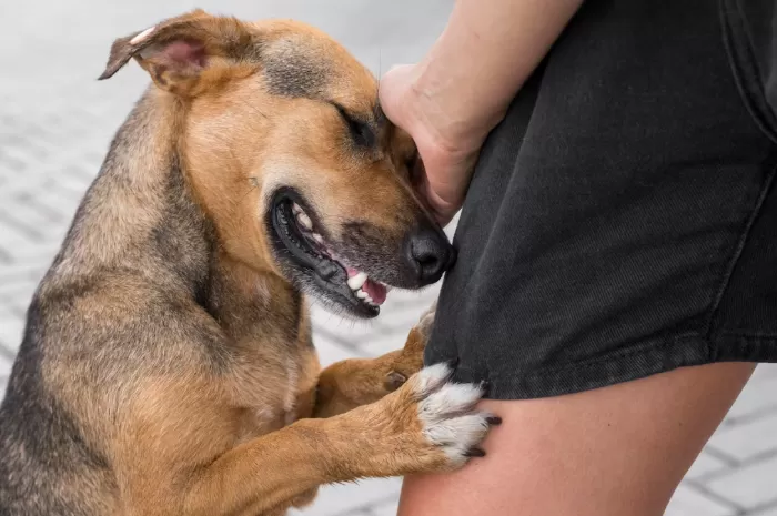 digigit-anjing-3769355320 Erek Erek 2D Arti Mimpi Anjing Menggigit