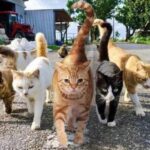 Anak Kucing Banyak Dijalan