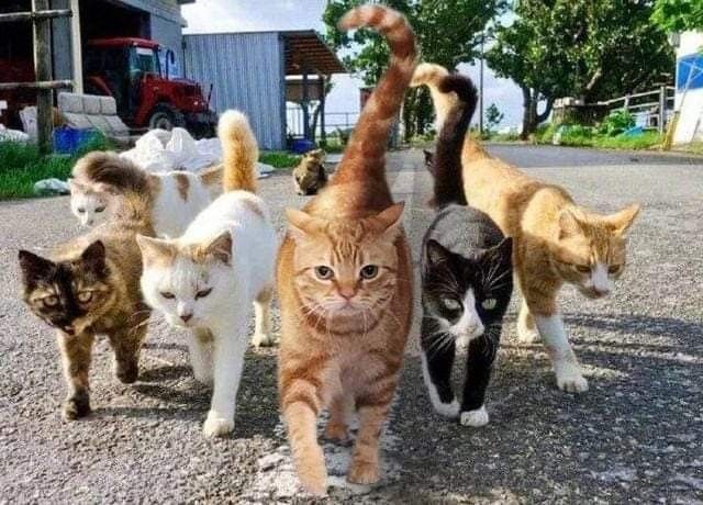 Anak Kucing Banyak Dijalan