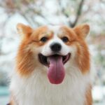 Erek Erek 2D Arti Mimpi Anjing Manja: Makna Dibalik Sayang Hewan
