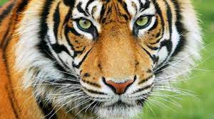 images-2 Erek Erek 2D Arti Mimpi Dikerjar Harimau