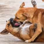 Erek Erek 2D Arti Mimpi Anjing Berantem: Tanda Kamu Punya Masalah?