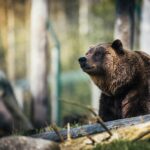 close up photography of grizzly bear
