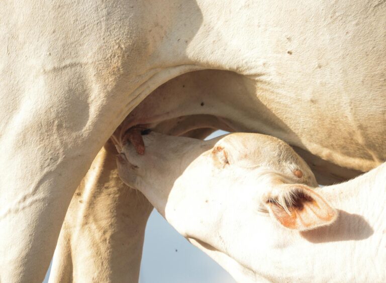 cow feeding calf