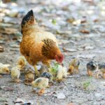 brown and black hen with peep of chick outdoor