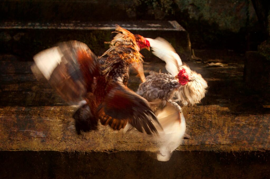 close up photo of two chickens fighting