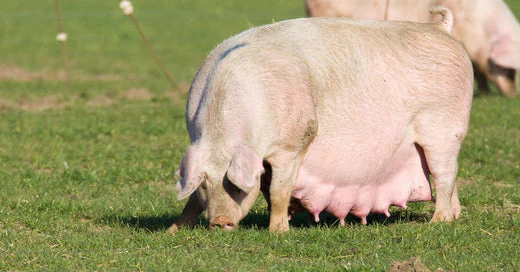 photo.of_.pregnant.pig_.eating.grass_520x500_04385af2-ebc2-471b-ba2a-ef89a7fb71ad Erek Erek 2D Arti Mimpi Babi Hamil