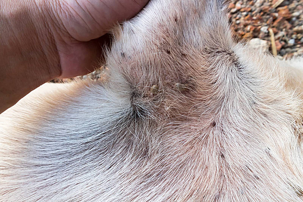 pngtree-pet-health-care-a-detailed-view-of-numerous-parasitic-ticks-on-a-dog-photo-image_24981600 Erek Erek 2 Arti Mimpi Anjing Banyak Kutunya: Tafsir dan Simbol