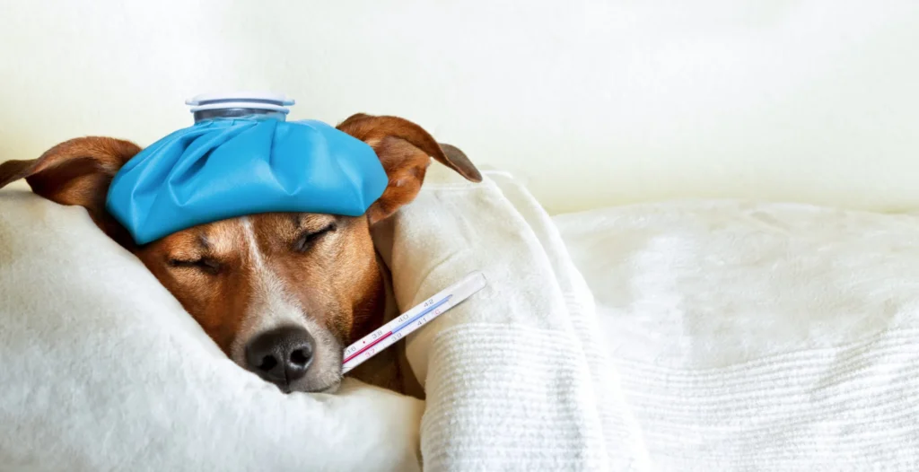 sick-dog-signs-scaled-2-1024x526 Arti Mimpi Anjing Sakit
