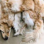Erek Erek 2D Arti Mimpi Anjing Kesayangan Mati