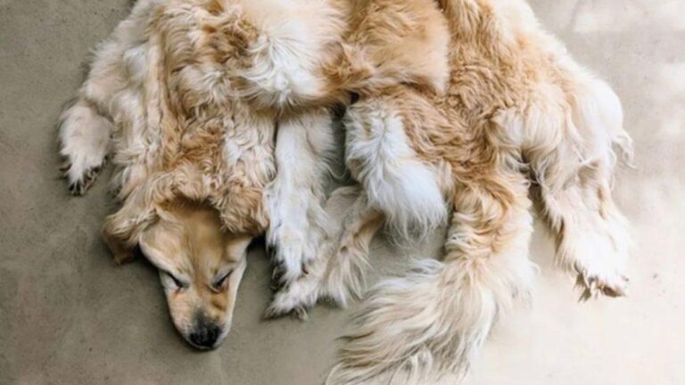 Erek Erek 2D Arti Mimpi Anjing Kesayangan Mati