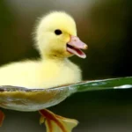 Arti Mimpi Tentang Bebek: Simbol Kesuburan, Rezeki, dan Kecerdikan